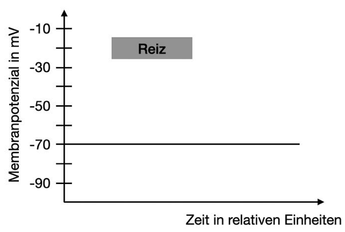Grafik: Membranpotenzial (mV) vs Zeit; Ruhepotential bei −70 mV, grauer Kasten "Reiz" oberhalb der Linie.